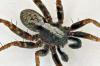 Pardosa sp.
